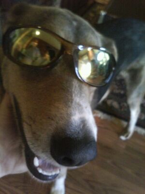 The Super Dooper Trooper.jpeg